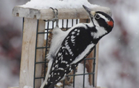 Hairy Woodpecker