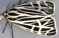 Artic Moth