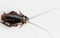 Austrailian Cockroach