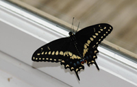 Black Swallowtail