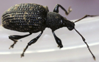 Black Vine Weevil