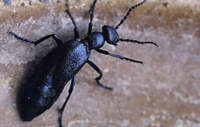 Blister Bug