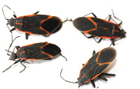 Image of box elder bugs