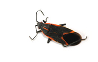 Image of box elder bugs