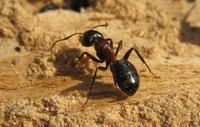 Image of a carpenter ant worker