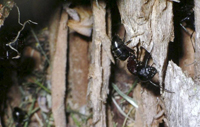 Carpenter Ant