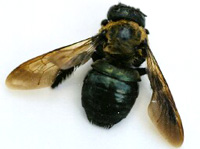 Image of carpenter bee