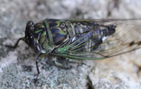 Cicada