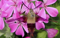 Clear Winged Moth