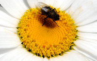 Image of Cluster Flies