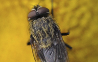 Cluster Fly