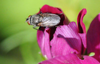 A cluster fly on an orchid