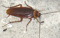 American Cockroach