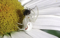 Crab Spider Eating a fly