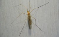 Crane Fly