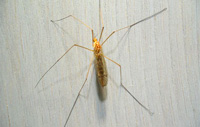 image of european crane fly