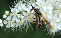 Image of European paper wasp