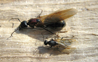 Image of male and female carpenter ants