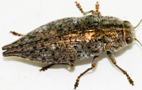 Flat Headed Wood Borer