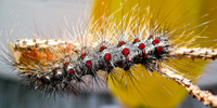 Image of Gypsy Moth