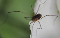 Harvestman