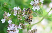 image of honey bee