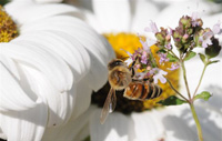 image of honey bee