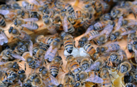 Honey Bees - Photo courtesy Brett Gillett