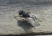 House Fly