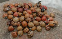 Image of a lady bug