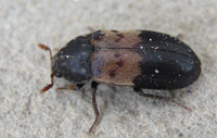 Larder Beetle