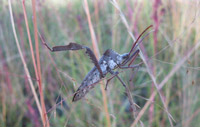 Leaf Footed Bug