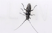 image of long horned beetle