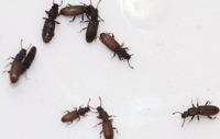 Merchant Grain Beetles