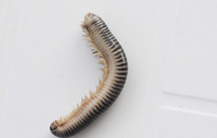 Millipede