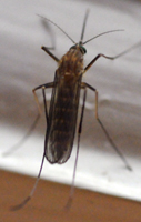 Image of Mosquito