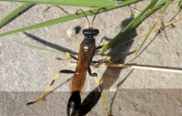 Mud Dauber