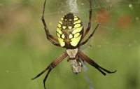 Orb Weaver Spider