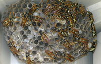 Paper Wasp Nest