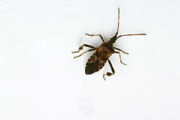 Image of Pine Seed Bug