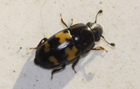 Sap Beetle