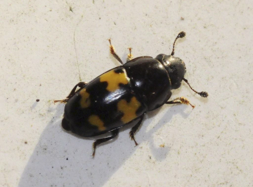 sap beetle