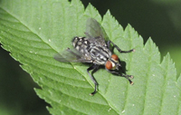 Sarcophagid Fly