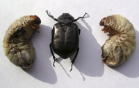 Scarab Beetle