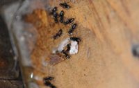 Image of Small Ant