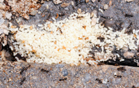 Small Ants, larvae & pupae