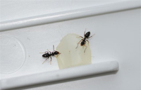Image of small ants
