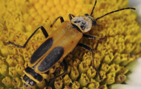 Soldier Beetle