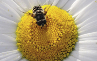 Syrphid Fly