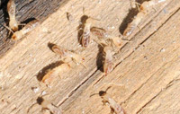 Termites